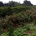 桂花苗，大棵的，小棵的都有，价格可再议，有需的老板可联糸