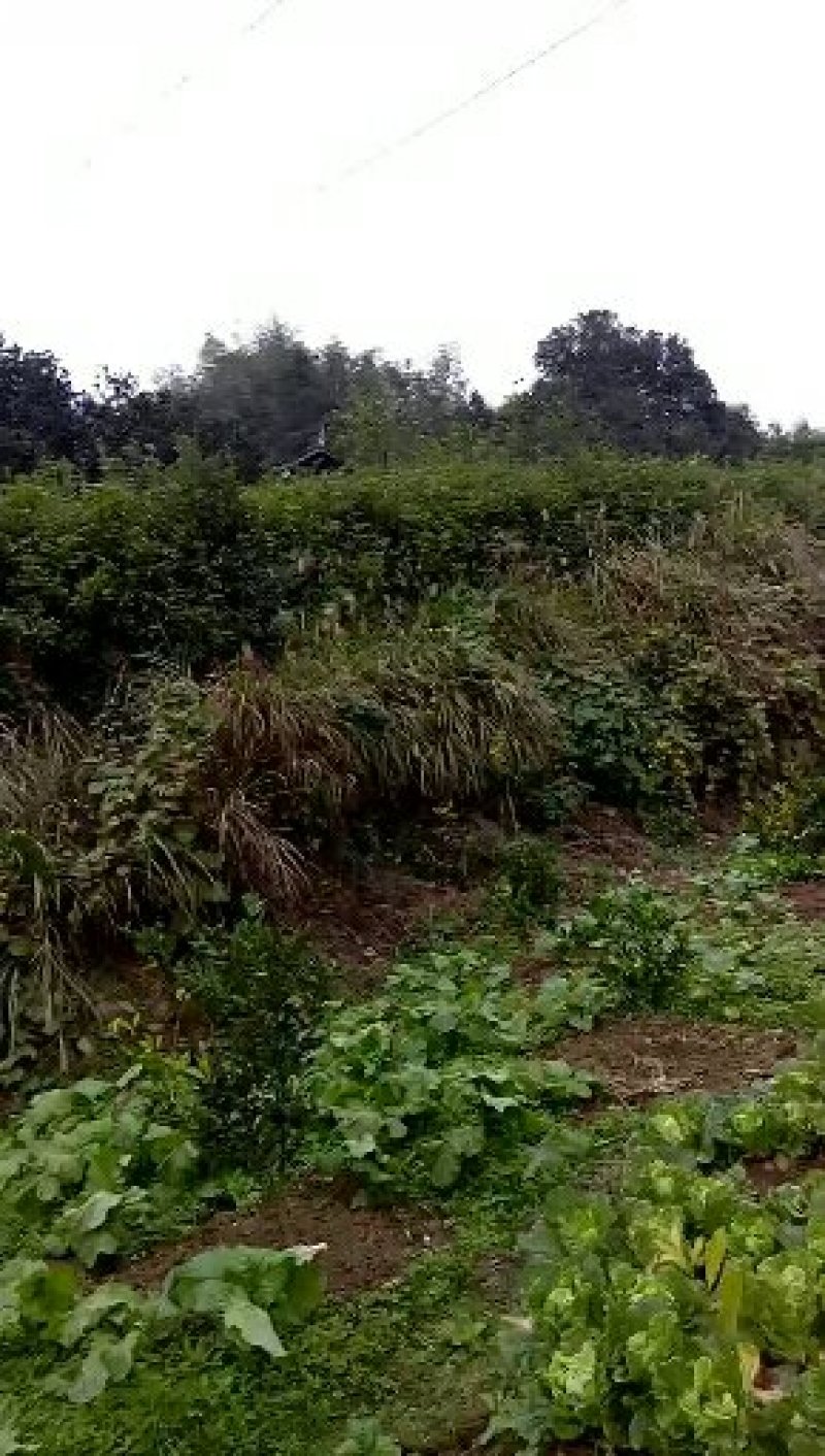桂花苗，大棵的，小棵的都有，价格可再议，有需的老板可联糸