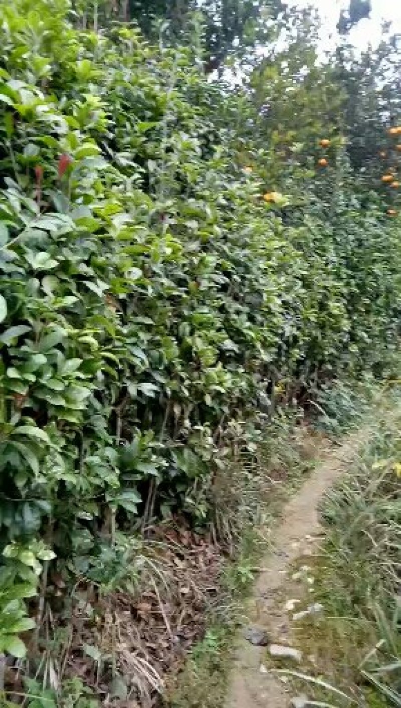 桂花苗，大棵的，小棵的都有，价格可再议，有需的老板可联糸