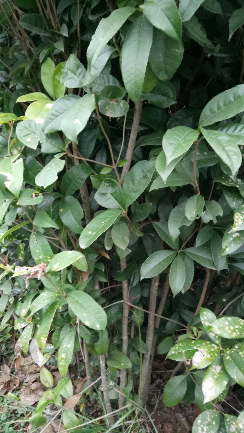 桂花苗，大棵的，小棵的都有，价格可再议，有需的老板可联糸