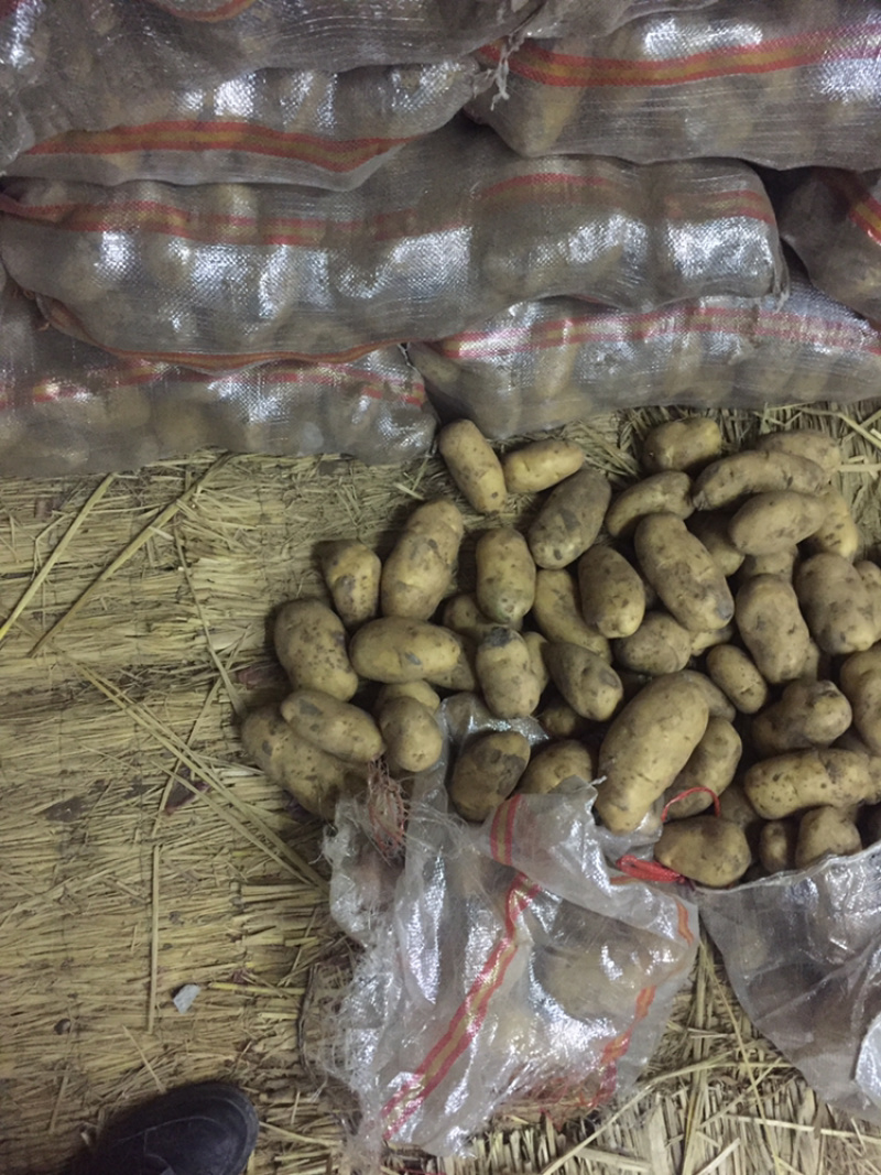 河南新鲜黄心土豆大量出货中