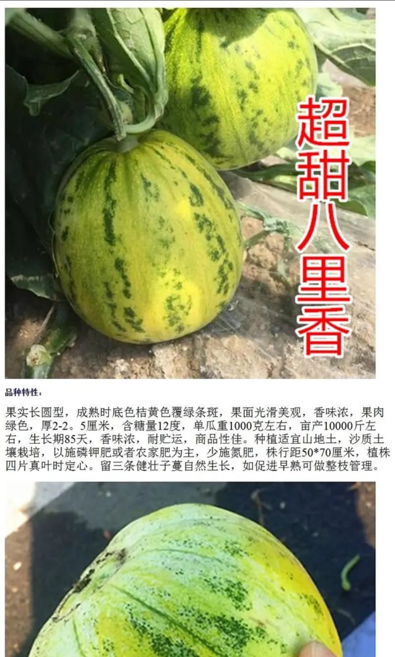 超甜八里香甜瓜种子甜度15度亩产万斤结果多果期长基地