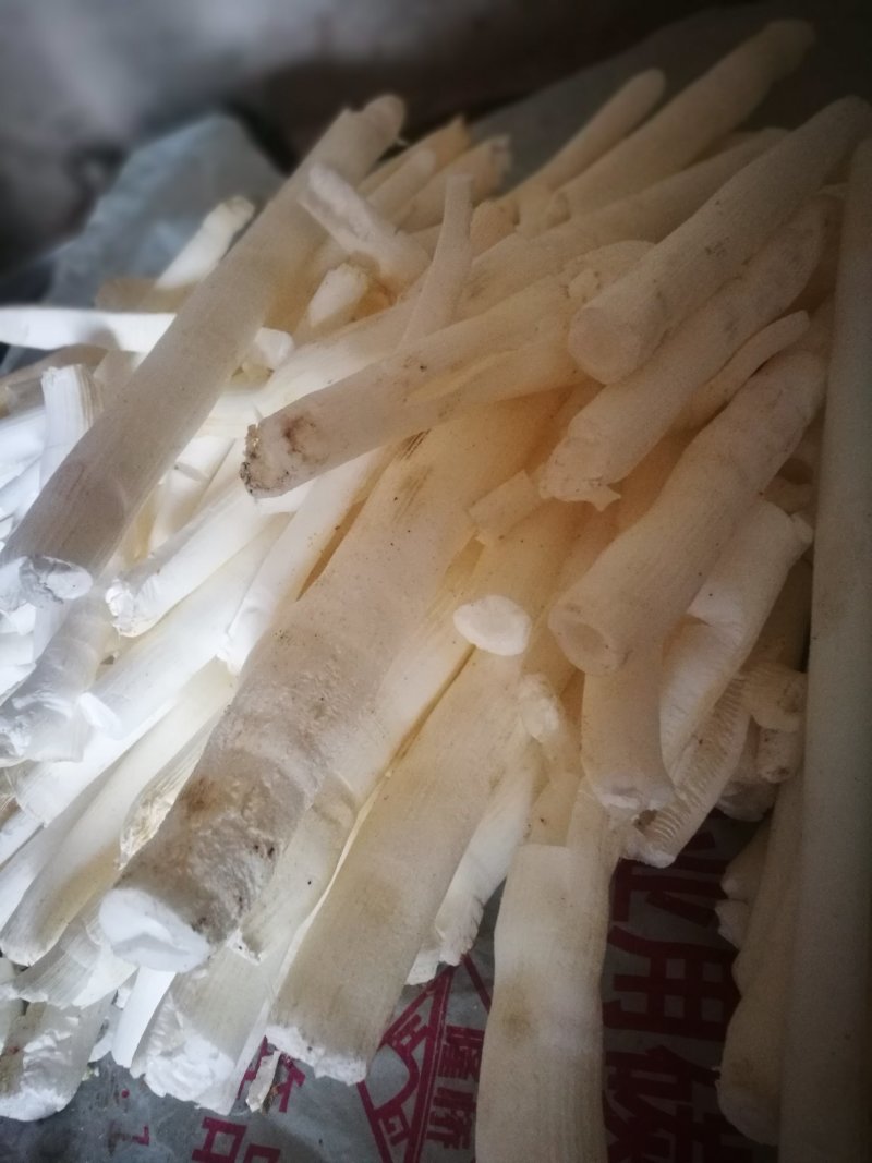 通草通木通心木木通