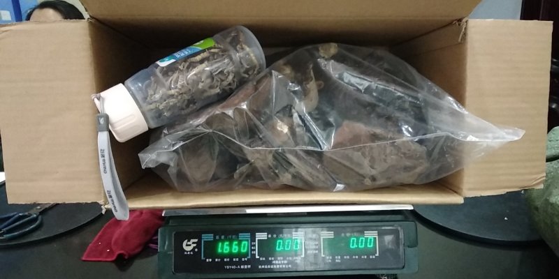 贵州铜仁深山老林野生冬虫夏草干品新鲜虫草生货产地直发