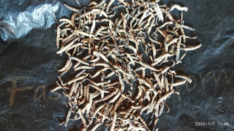贵州铜仁深山老林野生冬虫夏草干品新鲜虫草生货产地直发