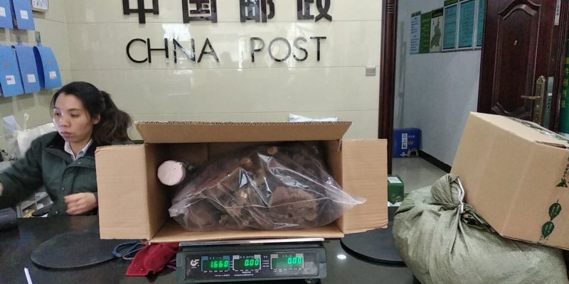 贵州铜仁深山老林野生冬虫夏草干品新鲜虫草生货产地直发