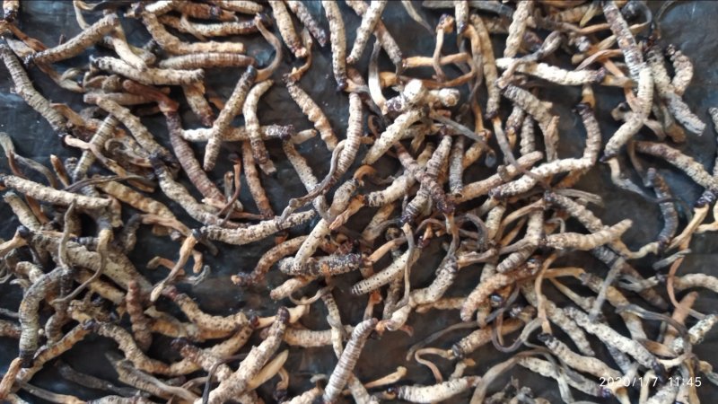 贵州铜仁深山老林野生冬虫夏草干品新鲜虫草生货产地直发