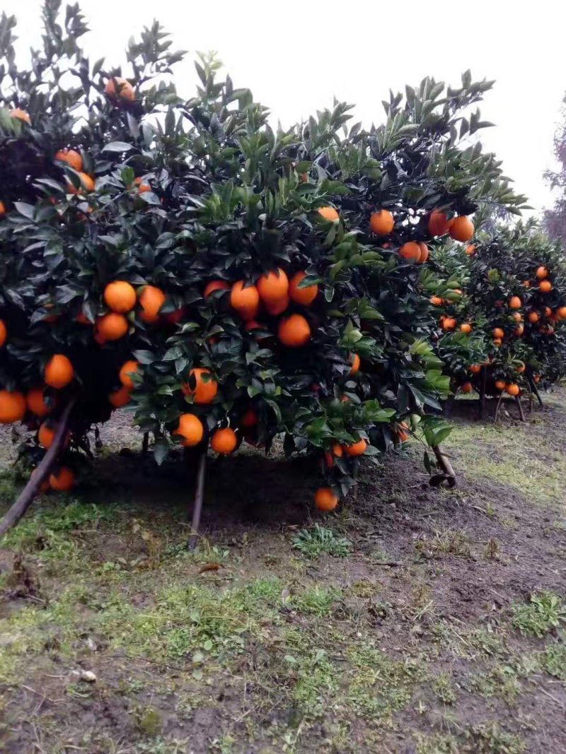 广西桂林全州纽荷尔脐橙诚信代办小李