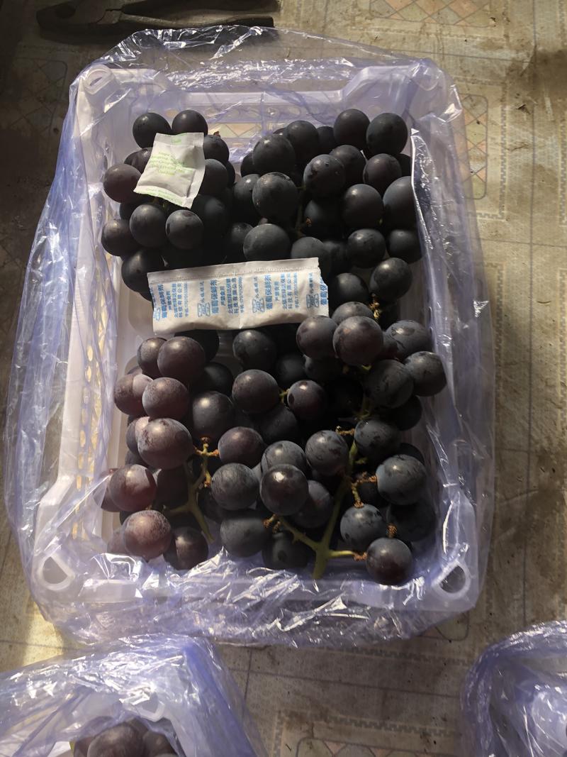 【优质】辽宁精品巨峰葡萄，口感甜，果粉厚，颗粒大