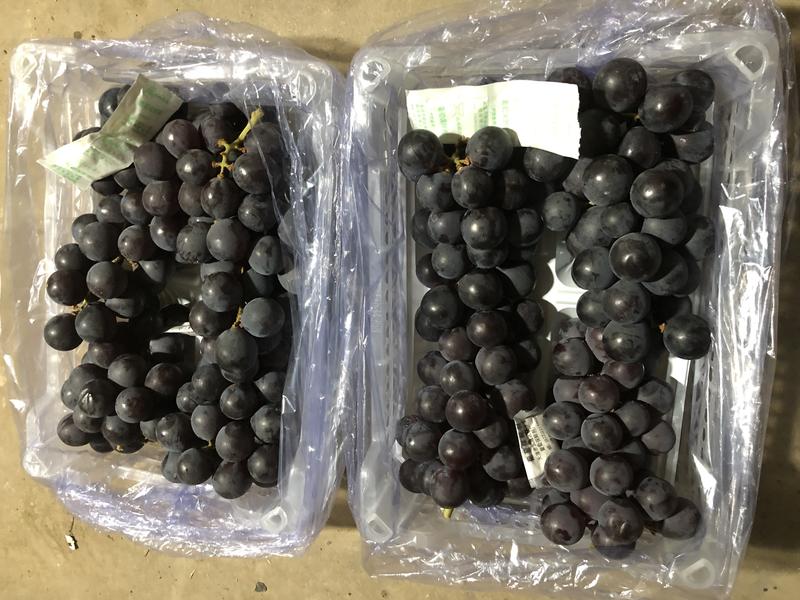 【优质】辽宁精品巨峰葡萄，口感甜，果粉厚，颗粒大