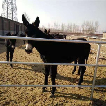 育肥驴免费送货，提供技术，急售3000头品种驴