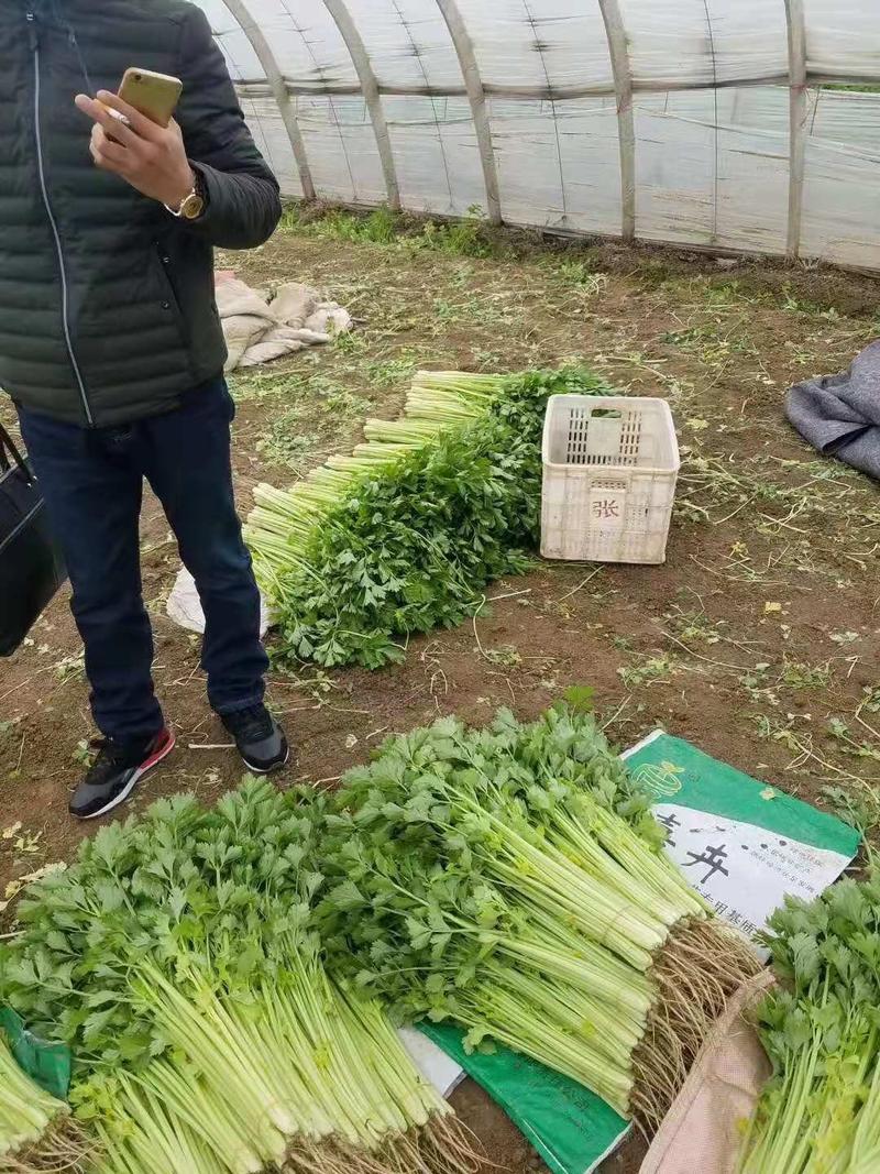 香芹，香芹全是大棚货，品质好货量大服务好，常年供应，谢谢