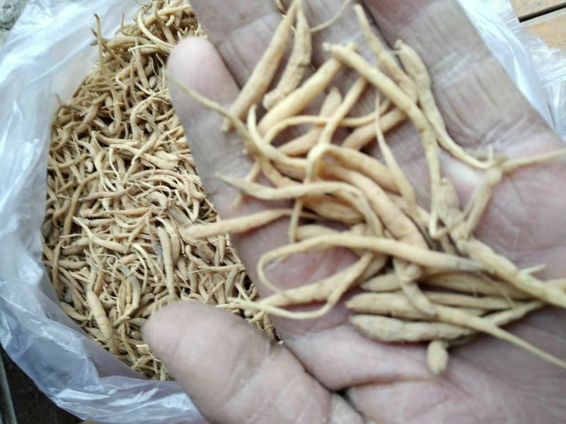 贵州铜仁晒干无硫太子参干品滋补煲汤干净无杂产地直发。