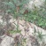 白花牛奶根