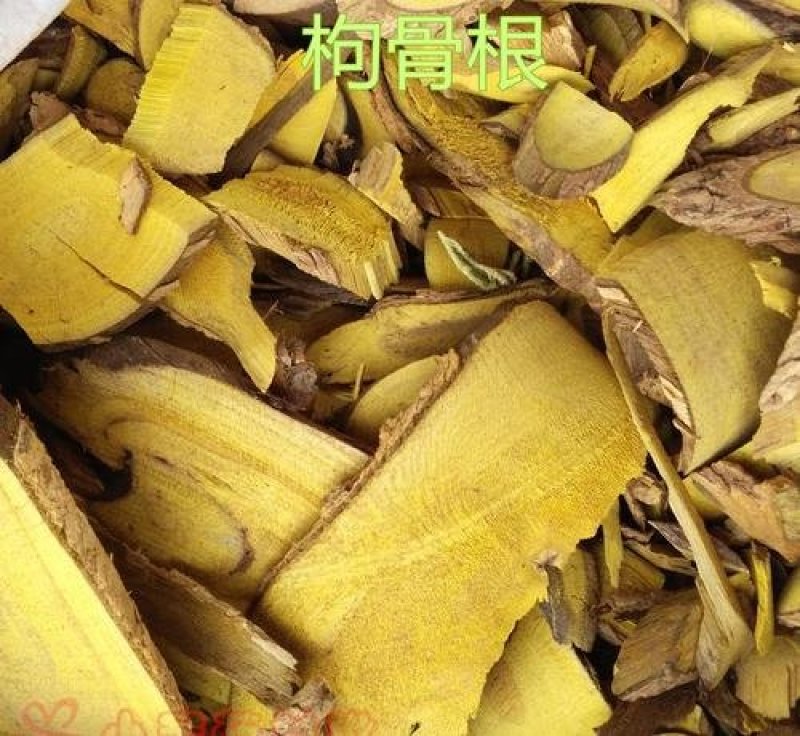 常年批发代购野生枸骨叶枸骨根