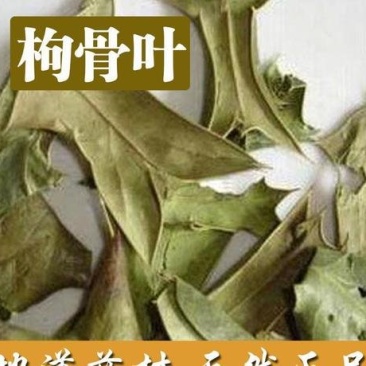 常年批发代购野生枸骨叶枸骨根