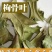 常年批发代购野生枸骨叶枸骨根