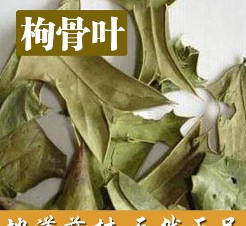 常年批发代购野生枸骨叶枸骨根