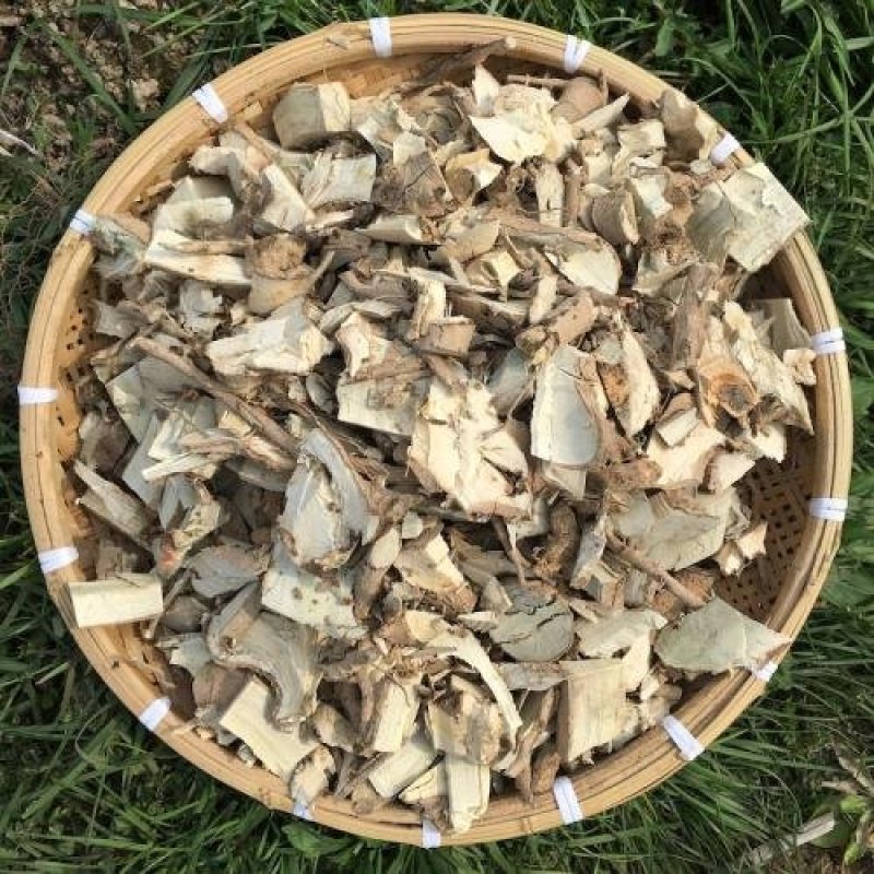 常年批发代购野生枸骨叶枸骨根