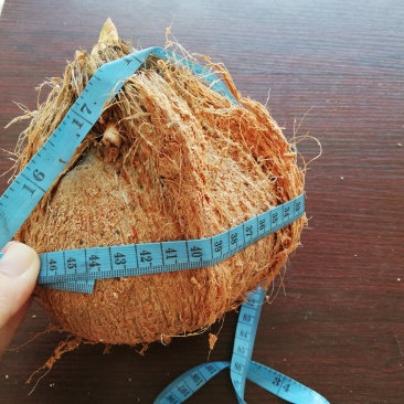 海南毛椰