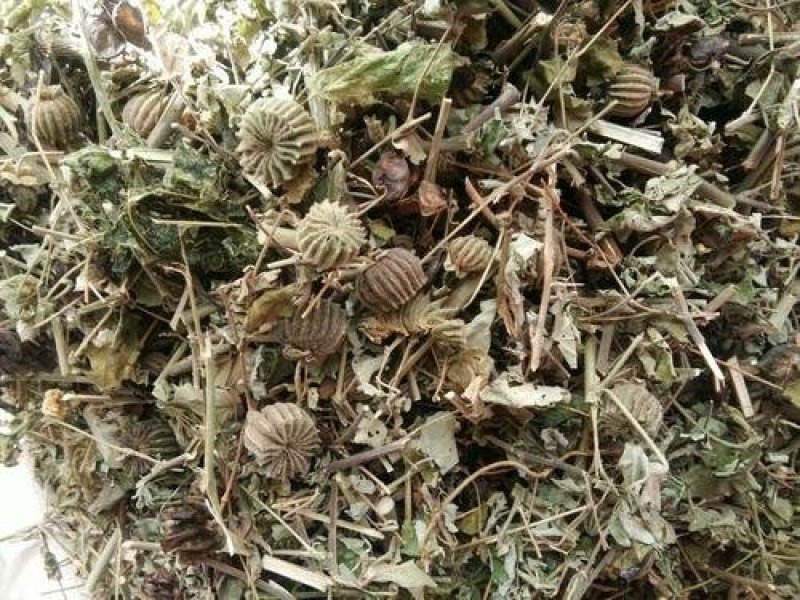 常年批发代购磨盘草野生