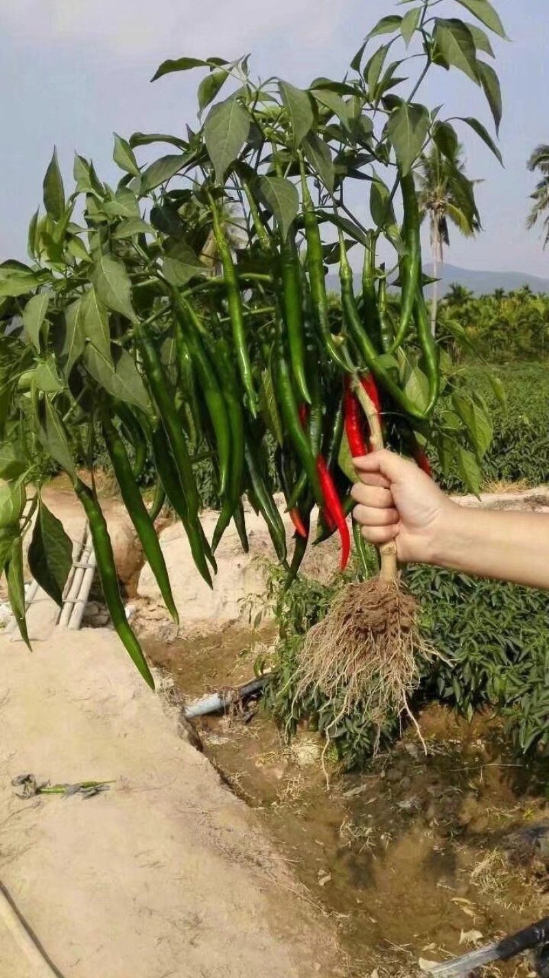 辣椒苗