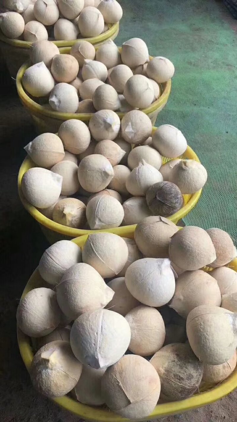 椰白