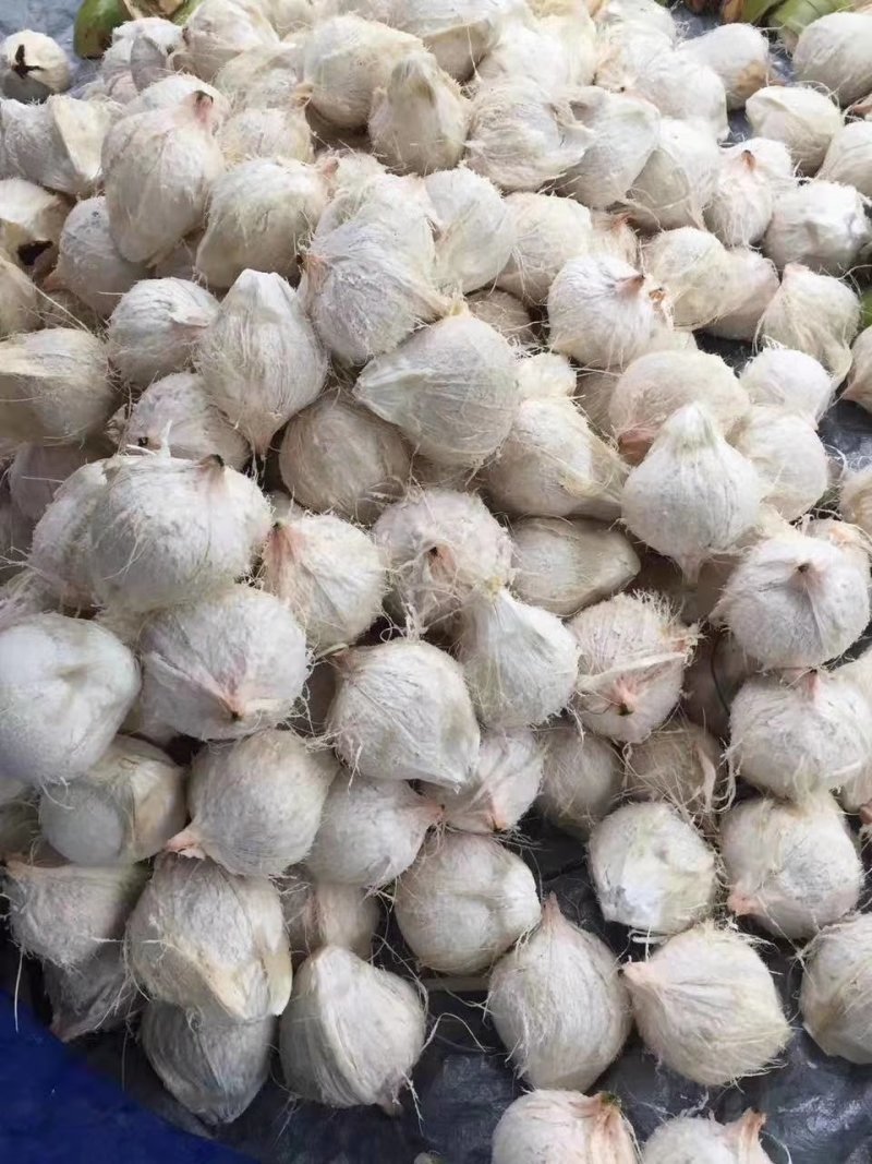 椰白