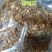常年批发代购白残花