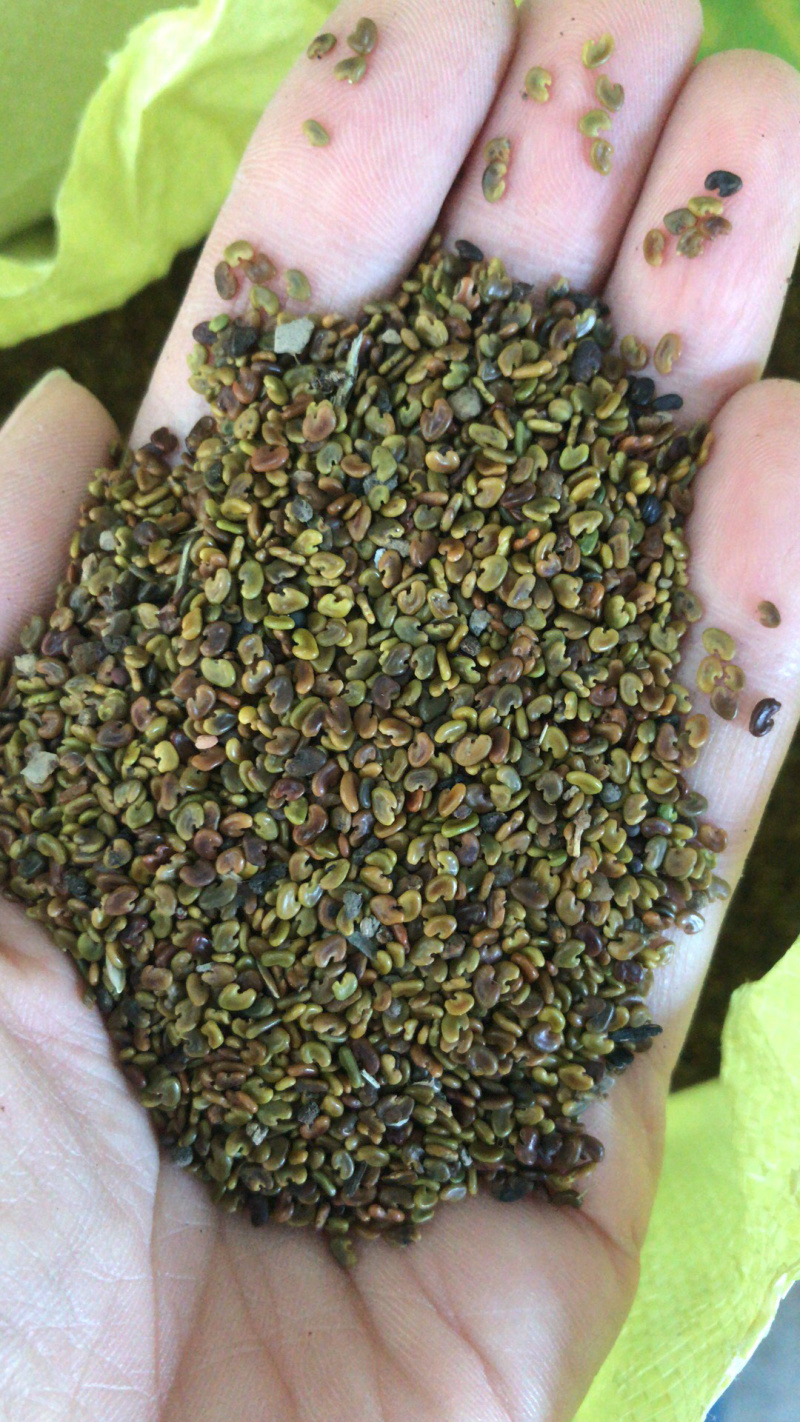 紫云英种子为果园绿肥，轮作，颗粒饱满，可供观花