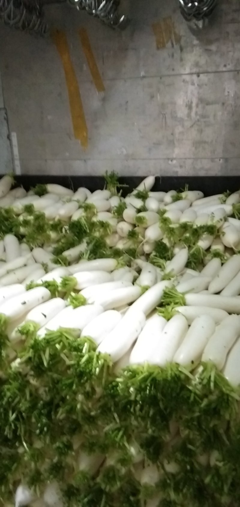 散装精品白萝卜，大萝卜，小萝卜四川重庆货