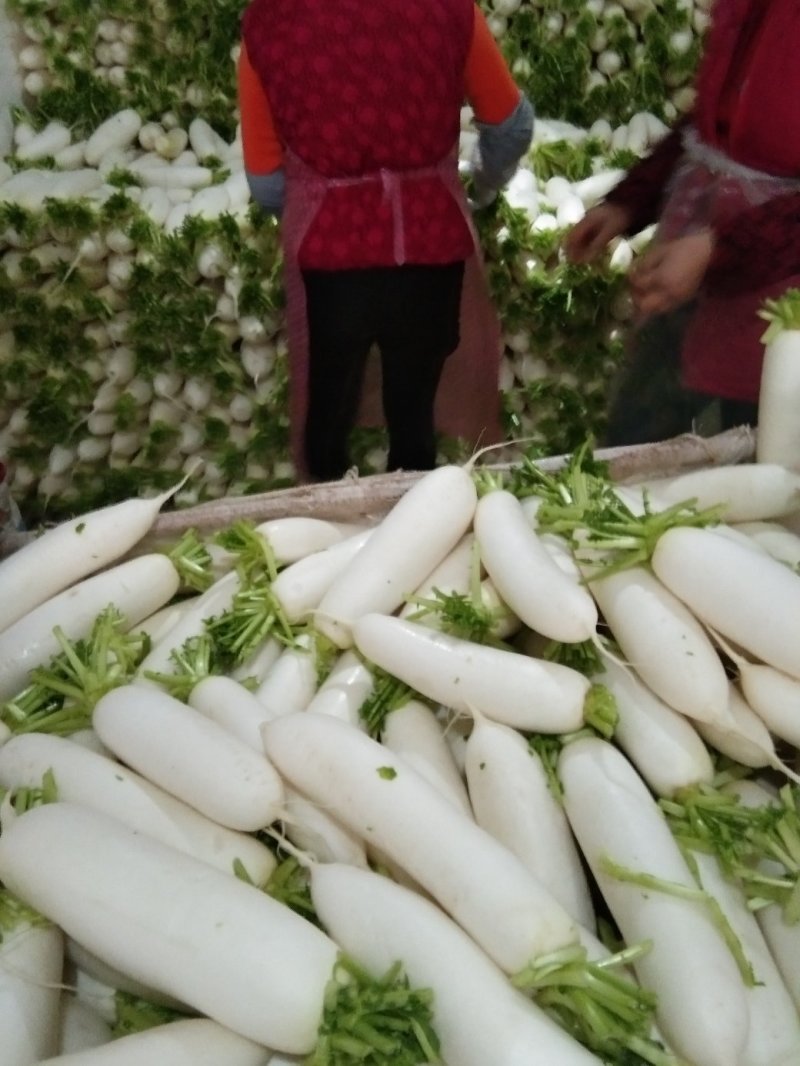 散装精品白萝卜，大萝卜，小萝卜四川重庆货