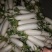 散装精品白萝卜，大萝卜，小萝卜四川重庆货
