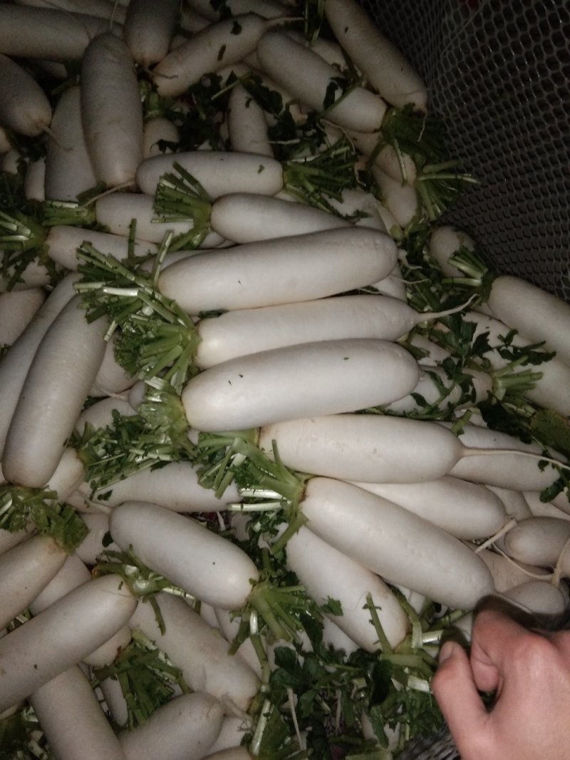 散装精品白萝卜，大萝卜，小萝卜四川重庆货