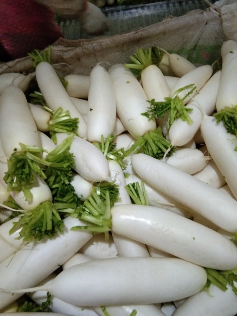 散装精品白萝卜，大萝卜，小萝卜四川重庆货