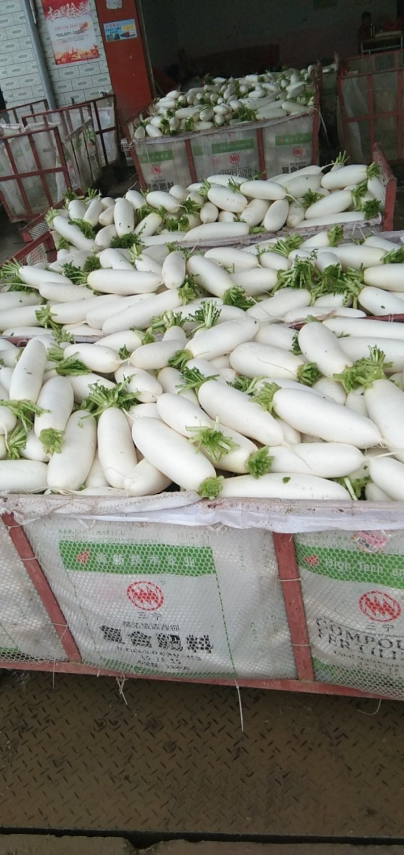 散装精品白萝卜，大萝卜，小萝卜四川重庆货