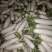 散装精品白萝卜，大萝卜，小萝卜四川重庆货