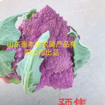 宝塔花菜紫花菜紫色宝塔花菜特菜有机蔬菜