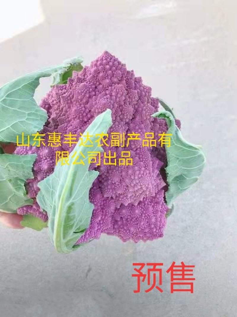 宝塔花菜紫花菜紫色宝塔花菜特菜有机蔬菜