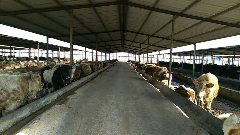 肉牛犊品质保证包技术包成活包回收，免费送货上门