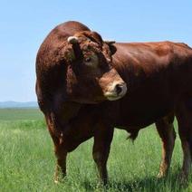 利木赞牛犊品质保证自繁自养价格