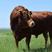 利木赞牛犊品质保证自繁自养价格优惠