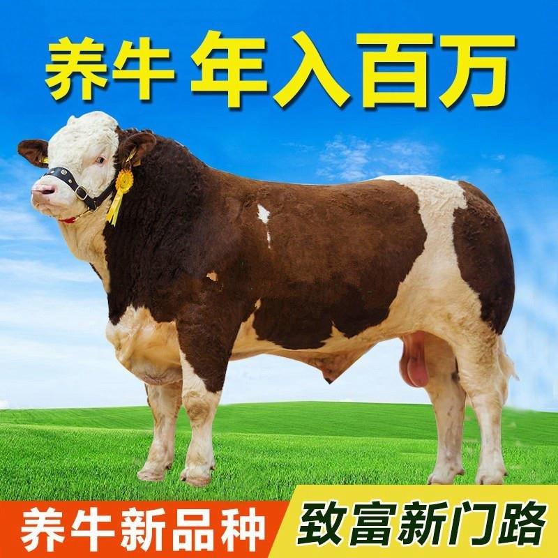 利木赞牛犊品质保证自繁自养价格优惠