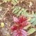 香椿广西香椿苗椿芽树苗红芽香椿苗菜椿苗包邮