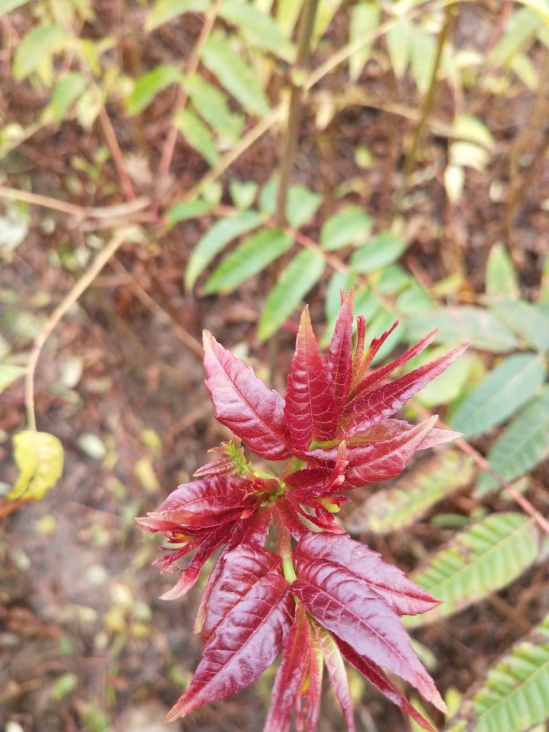 香椿广西香椿苗椿芽树苗红芽香椿苗菜椿苗包邮