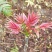 香椿广西香椿苗椿芽树苗红芽香椿苗菜椿苗包邮