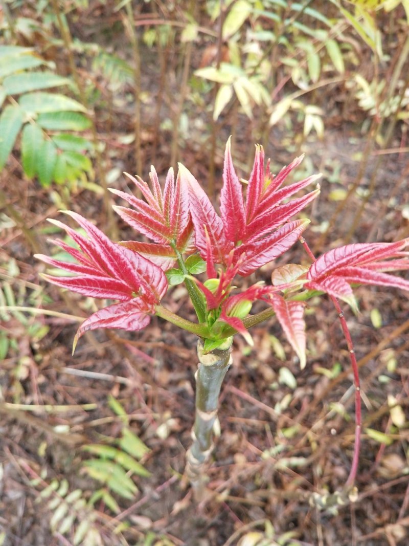 香椿广西香椿苗椿芽树苗红芽香椿苗菜椿苗包邮