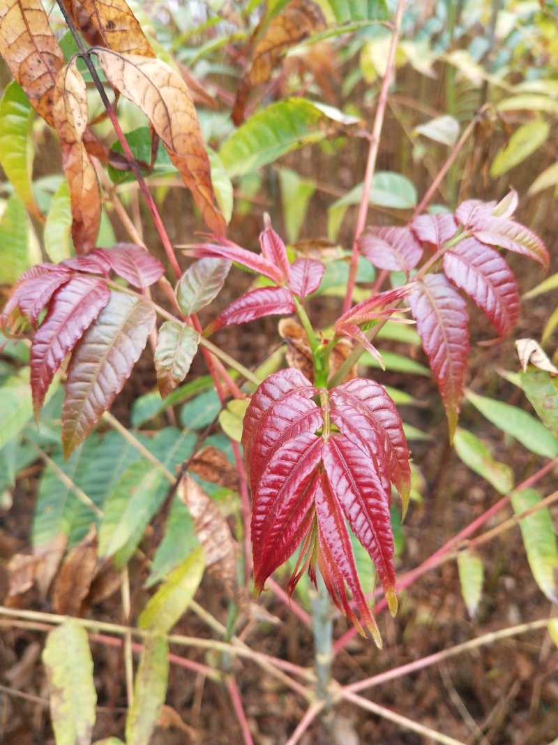 香椿广西香椿苗椿芽树苗红芽香椿苗菜椿苗包邮