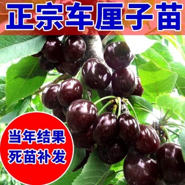 车厘子树苗嫁接樱桃树苗品种齐全基地直供现挖现发量大从优