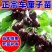 车厘子树苗嫁接樱桃树苗品种齐全基地直供现挖现发量大从优